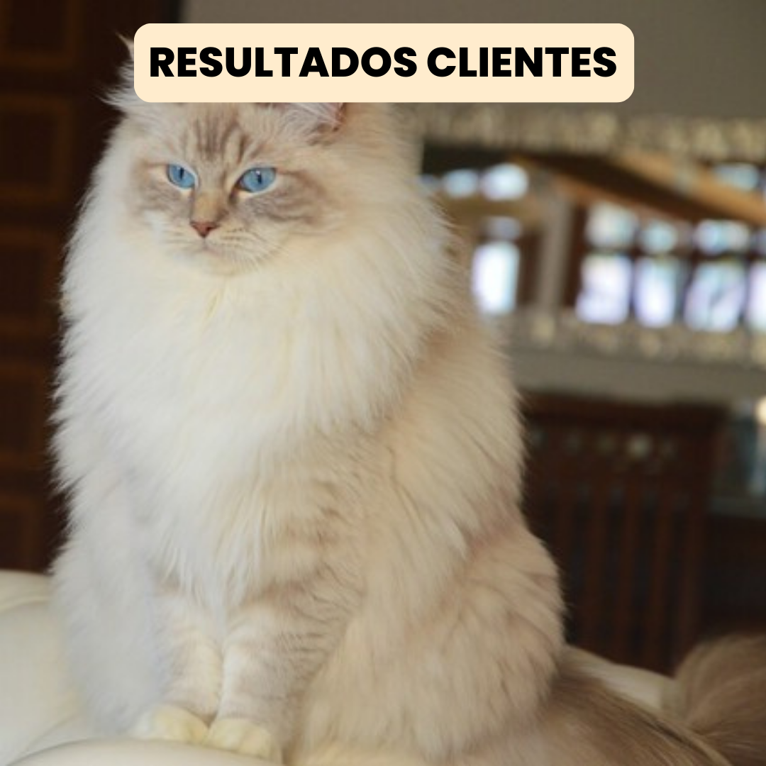 Cepillo de Vapor 3 en 1 - Elimina Muda de Pelo de Mascotas